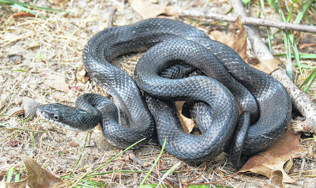 Cottagecore Hand-made Gift Reptile Wildlife Nature Lover Gift Garter Snake Felt Patch