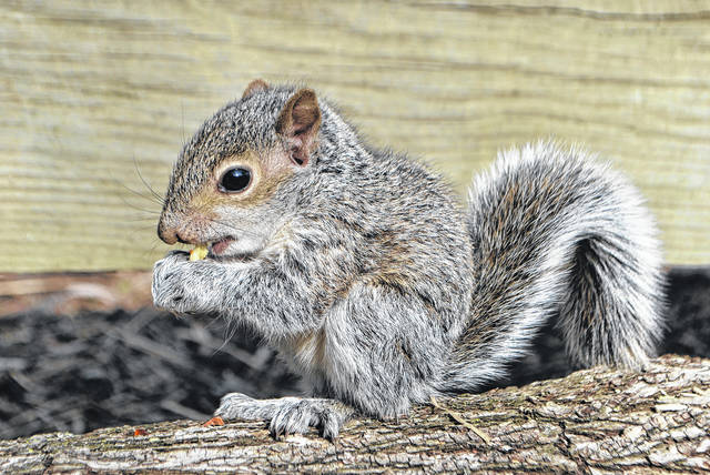 N.C. Wildlife Resources Commission advises people who see young squirrel on  the ground to leave it alone | Robesonian