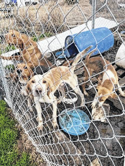 Two Robeson County men charged in separate animal cruelty cases | Robesonian