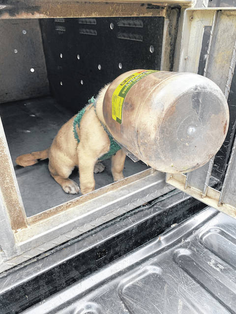 Animal shelter, Humane Society team up to find dog found with head in a jar  a new home | Robesonian
