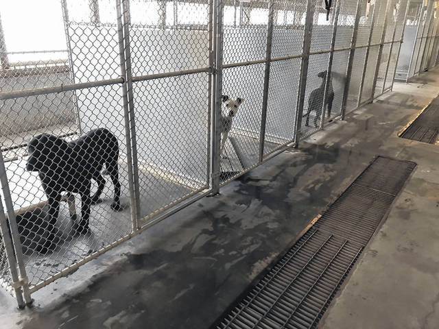 County animal shelter sees decrease in number of euthanasia procedures |  Robesonian