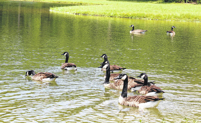 
			
				                                Canadian geese take a swim Monday in one of the two lakes at Luther Britt Park in Lumberton. Canadian geese spotted at the park during the summer months are more than likely residential and here to stay, a fact that is becoming more common in North Carolina, according to a biologist with the N.C. Wildlife Resource Commission.
                                 Tomeka Sinclair | The Robesonian

			
		