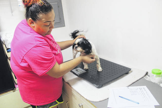 
			
				                                Shelter Manager Divinity Morgan examines Oreo, a Shih Tzu rescue, at the Robeson County Humane Society in Lumberton. The shelter recently rolled out a new spay/neuter voucher program for Robeson County residents on a fixed income who do not meet the requirements of the state program.
                                 Tomeka Sinclair | The Robesonian

			
		