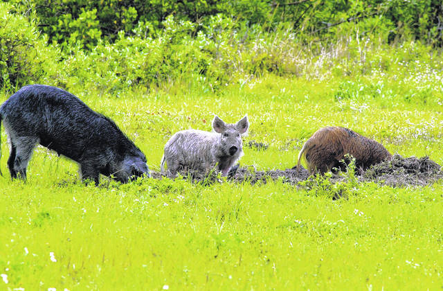 Robeson County farmers see growing problem in feral swine