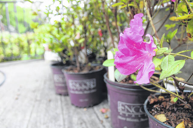 
			
				                                Encore Azalea’s Autumn Royalty prepare to be planted at the Helen Seawell Sharpe Garden at the Robeson County History Museum. WRAL recently donated 50 azaleas to museum for the third year in a row.
 
			
		