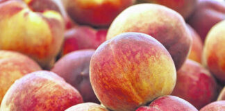 
			
				                                Nutritionists hail peaches as a sweet summertime staple packed with vitamin C and other antioxidants that may help prevent heart disease, stroke and cancer.
                                 Courtesy photo | Medical News Today

			
		