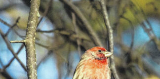 
			
				                                The Audubon Christmas Bird Count aids conservation efforts by taking stock of birds like this house finch last year, says the National Audubon Society Website.
 
			
		