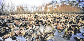 
			
				                                A recall has been issued for any shell and shucked oysters harvested in the southeastern Galveston Bay known as TX1 between Nov. 17 and Dec. 7.
 
			
		