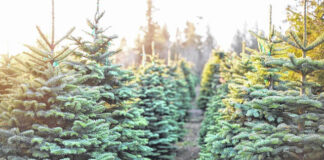 
			
				                                According to a survey conducted by the National Christmas Tree Association, in 2021 20.98 million real Christmas trees were purchased for the holiday season.
                                 Courtesy photo

			
		