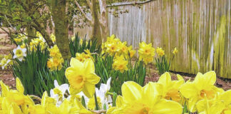 
			
				                                Unseasonably warm weather has ushered in daffodils and other other early spring blooms, but the National Weather Service says the warm weather increases wild fire hazards around the greater Robeson County area.
                                 David Kennard | The Robesonian

			
		
