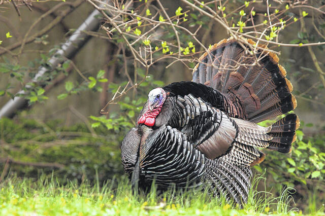 
			
				                                Shown is the Easter wild turkey. Wild turkey hunting season opens in North Carolina on April 1. The youth season is April 1-7, and the statewide season is April 8 to May 6.
 
			
		