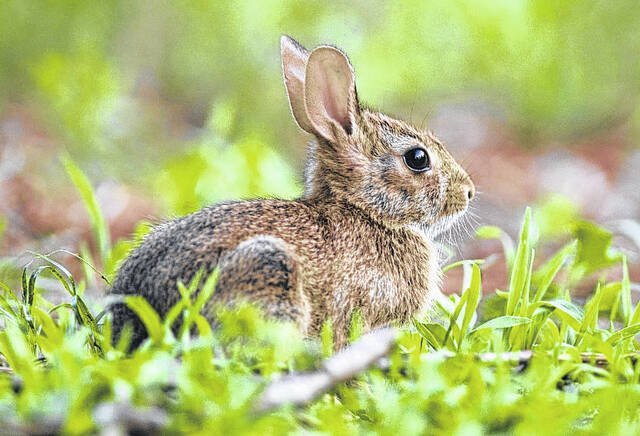 Appalachian Cottontail Rabbit