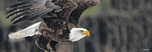 
			
				                                The bald eagle represents a success story for threatened or endangered species
                                 Chris Hill | NCWRC

			
		
