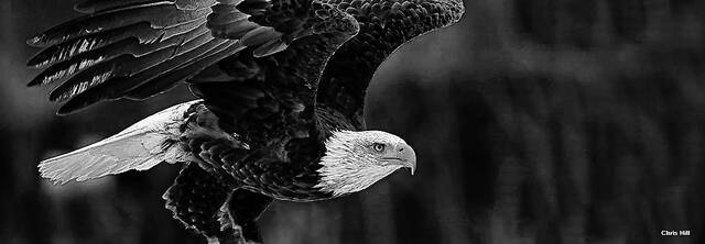 <p>The bald eagle represents a success story for threatened or endangered species</p>
                                 <p>Chris Hill | NCWRC</p>