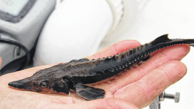 <p>In 2015, the NCWRC joined surrounding states to restore Lake Sturgeon to the Tennessee and Cumberland river systems.</p>
                                 <p>NCWRC</p>