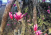 
			
				                                It’s feeling a little like spring in Robeson County as the tulip trees start to blossom. A brief return to the cold will move in with a cold front today, forecasters said Tuesday.
                                 David Kennard | The Robesonian

			
		